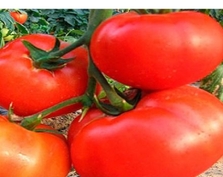 Pomidorų veislės aprašymas ir savybės Septyni keturiasdešimt