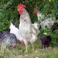 Beschrijving en kenmerken van 14 ondersoorten van dominante kippen en hun inhoud