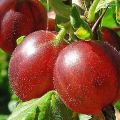 Penerangan mengenai varietas gooseberry Hinnomaki dan jenisnya, penanaman dan penjagaan