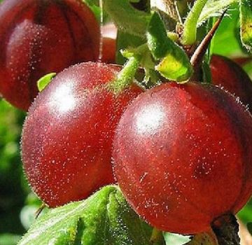 Beskrivning av Hinnomaki krusbärsorten och dess sorter, plantering och skötsel