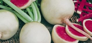 Beskrivning av vattenmelonrädisa, användbara egenskaper och skador