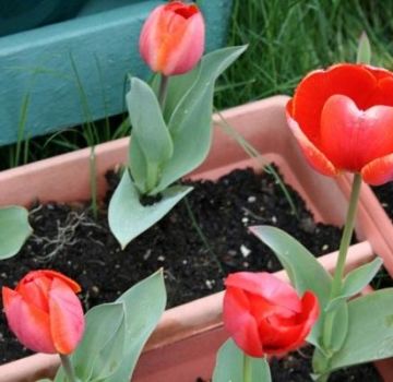 Cuándo y cómo plantar tulipanes en los Urales en otoño, especialmente en crecimiento.