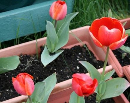 Wanneer en hoe tulpen te planten in de Oeral in de herfst, vooral teelt