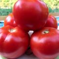 Egenskaper och beskrivning av tomatsorten Red Guard, dess utbyte