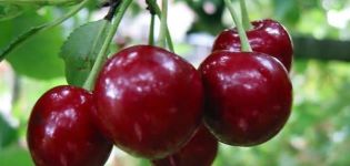 Vyšnių veislės „Saratovskaya Malyshka“ aprašymas, derlingumo savybės ir apdulkintojai