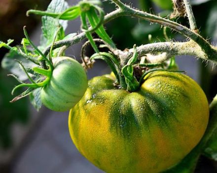 Opis sorte rajčice irski liker i njegove karakteristike