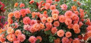 Descripción y características de las rosas de la variedad Easy Daz It, las sutilezas del cultivo.