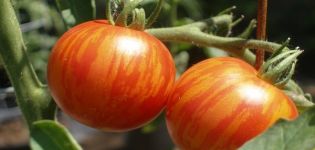 Beschrijving van het tomatenras Tiger cub en teeltkenmerken