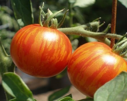 Descripción de la variedad de tomate Tiger Cub y características de cultivo.