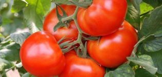 Beskrivning av tomatsorten Moment och dess egenskaper