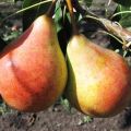 Beschrijving en kenmerken van de variëteit Moskvichka-peren, aanplant en verzorging