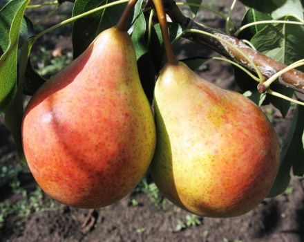 Descripción y características de la variedad de pera Moskvichka, plantación y cuidado.