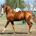 Budyonnovsko veislės arklių laikymo ypatybės ir taisyklės bei jų kaina