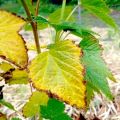 Waarom worden druivenbladeren geel en droog, wat te doen en hoe te verwerken?