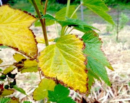 Kāpēc vīnogu lapas kļūst dzeltenas un sausas, ko darīt un kā apstrādāt
