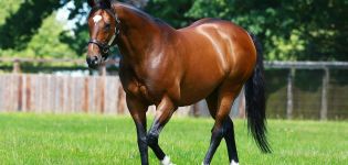 Колико могу коштати чистокрвни и обични коњ и најскупље расе?