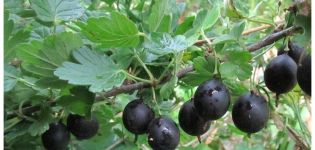 Beskrivning av svarta krusbärsorter och dess reproduktion, odling och skötsel