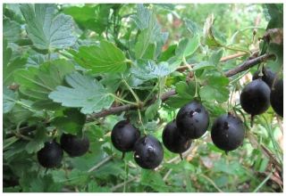 Descrizione delle varietà di uva spina nera e sua riproduzione, coltivazione e cura
