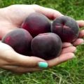 Beskrivning av Black Prince-aprikosvariet och dess egenskaper, smak och jordbruksteknologi