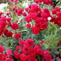 Beschrijving van variëteiten van bodembedekkende rozen, planten en verzorgen in het open veld