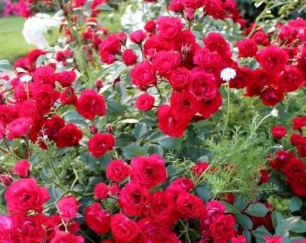 Description des variétés de rosiers couvre-sol, plantation et entretien en plein champ