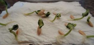 Com germinar ràpidament i correctament les llavors de cogombre abans de plantar i és necessari