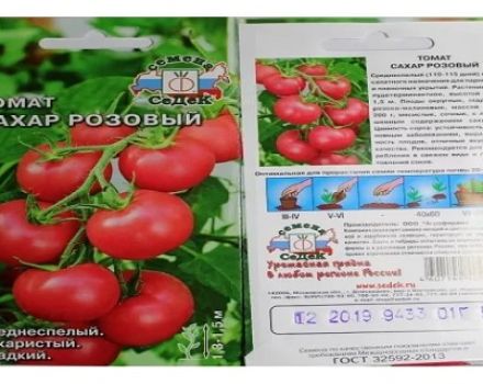 Caratteristiche e descrizione della varietà di pomodoro Zucchero di canna, resa