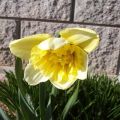 Description and characteristics of daffodil Ice King, growing a flower and application in landscape design
