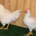 Beskrivning och regler för att hålla kycklingar av rasen Super Nick