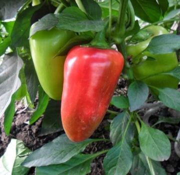 Descrizione delle varietà di peperoni Latino, Ekaterina e Kupets, loro caratteristiche e resa