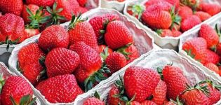 Wie man Erdbeeren für den Winter richtig zu Hause lagert