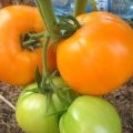 Egenskaper och beskrivning av tomatsorten honungspas, dess utbyte