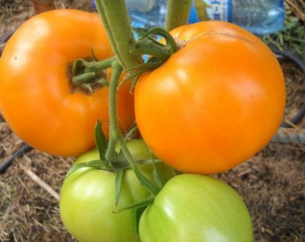Kenmerken en beschrijving van de tomatensoort honingkuuroorden, de opbrengst