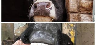 Kodėl karvės šlifuoja dantis ir ką daryti?