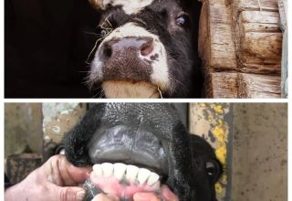 Waarom slijpen koeien met hun tanden en wat moeten ze doen?