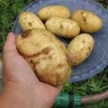 Colette bulvių veislės aprašymas, jos savybės ir derlius