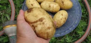Beschrijving van het Colette-aardappelras, zijn kenmerken en opbrengst