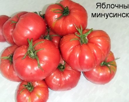 Značajke i opis produktivnih sorti rajčice Minusinsk