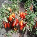 Beskrivning och egenskaper hos tomatsorten Lel