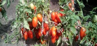 Descrizione e caratteristiche della varietà di pomodoro Lel