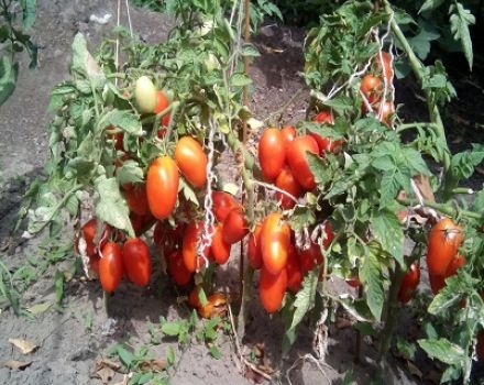 Description et caractéristiques de la variété de tomate Lel