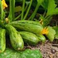 Varför faller zucchini äggstockar och blir gula, vad måste göras