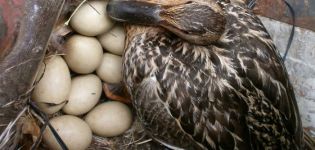 How many days does a wild duck hatch eggs and in which nests it lays