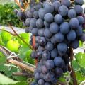 Description et caractéristiques des raisins Agat Donskoy, culture et entretien