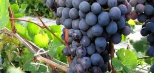 Beschrijving en kenmerken van Agat Donskoy-druiven, teelt en verzorging
