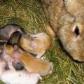 Koľkokrát denne kŕmia králiky novonarodené králiky a rysy