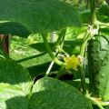 Description of the Metelitsa cucumber variety, its yield and cultivation