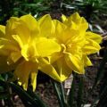 Description of the subspecies of the Chirfullnes daffodil variety, planting and care rules