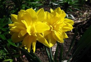 Descrizione della sottospecie della varietà Chirfullnes daffodil, regole di piantagione e cura