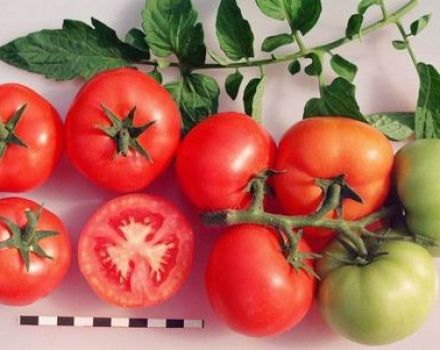 Pomidorų Sanka veislės charakteristikos ir aprašymas, derlius ir auginimas